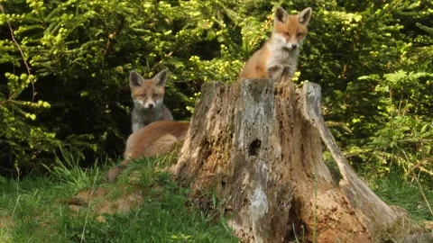 Red fox cubs playing near den, wildlife - vulpes vulpes - UHD-4K stock video Stock Footage 321682829