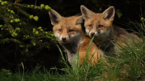 Red fox cubs playing near den, wildlife - vulpes vulpes - UHD-4K stock video Stock Footage 321696366