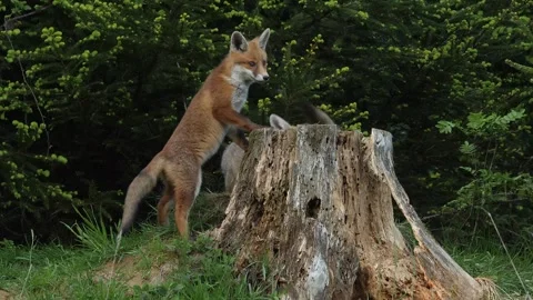 Red fox cubs playing near den, wildlife - vulpes vulpes - UHD-4K stock video Stock Footage 321696409