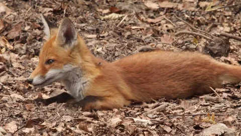 Red fox cubs playing near den, wildlife - vulpes vulpes - UHD-4K stock video Stock Footage 322023161