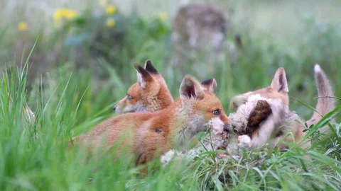 Red fox cubs playing with the sheep's clothing in the tall grass. Vulpes Vídeo Stock 108313146