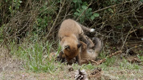 Red fox cubs playing on a skeleton, wildlife - vulpes vulpes - 4K stock video Stock Footage 113144439