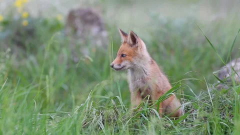 Red fox cubs sits in the grass and then leaves the frame. Vulpes Stock-Footage 108313257