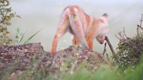 Red fox cubs sitting on a rock and chewing on the bushes. Vulpes Stock-Footage 108313770
