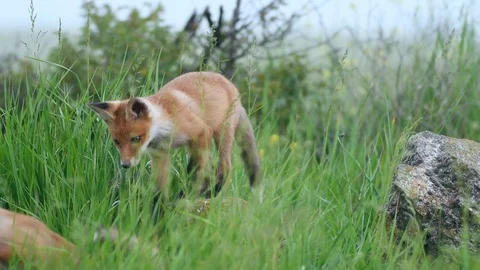 Red fox cubs stands on a stone and jumps into the grass. Vulpes Stock-Footage 108313383