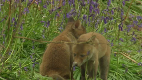 Red Fox Cubs (Vulpes vulpes) Playing Outside Their Den. (close-up) Stock Footage
