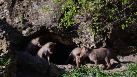 Red Fox Cubs (Vulpes vulpes) Resting Near Den Entrance in Wild Nature Close up Video stock 334632883