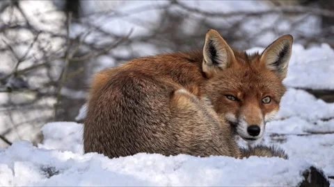 Red Fox Curled in Snow – Sleepy 8K Cinematic Wildlife Close-Up Stock-Footage 320189986