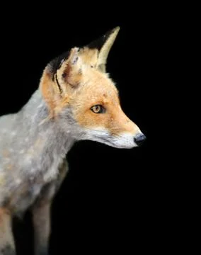 Red fox on dark background Foto stock