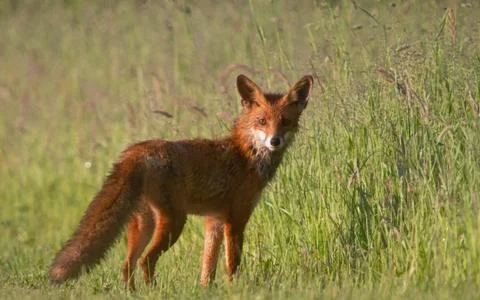 Red fox in dewy grass Stock Photos