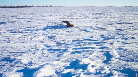 A red fox digs a mouse in the snow Stock Footage 294706869