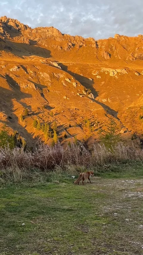Red Fox in Dolomites Mountains at Sunset – Wildlife Video in Golden Hour Stock Footage 331081830