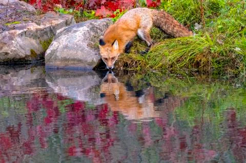 Red Fox Drinking in Autumn with Reflection in Water Stock Photos