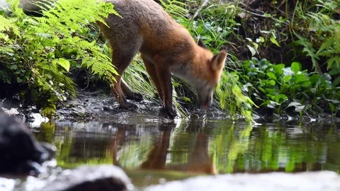 Red fox drinking from a forest stream Stock Footage 122031979