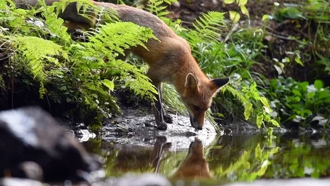 Red fox drinking from a forest stream Stock Footage 122032860