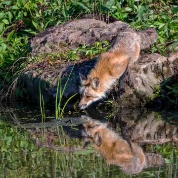 Red Fox drinking from Pond with Reflection on Water Stock Photos