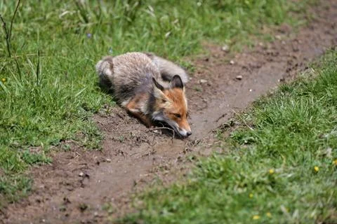 Red fox drinking water from puddle. 8k wide shot Stock Photos