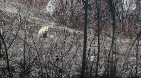 Red Fox Eating Stock Footage 22807685