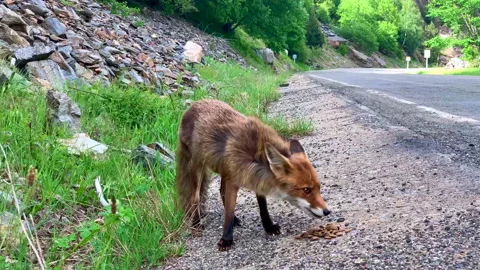 Red Fox eating Video stock 222018332