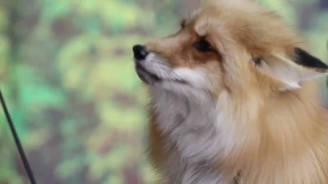 Red Fox eating from human hand Video stock 83083744