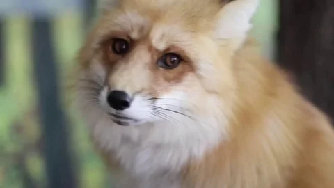 Red Fox eating from human hand Video stock 83083745