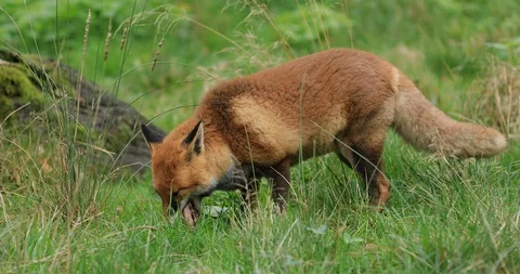 Red fox eating in the meadow Stock Footage 119317981