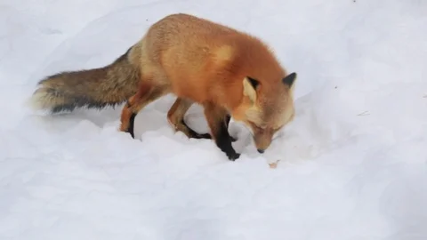 Red fox eating meat Stock Footage 127062709