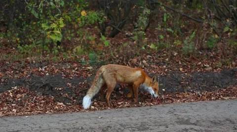 Red fox eats. Stock Footage 55391496