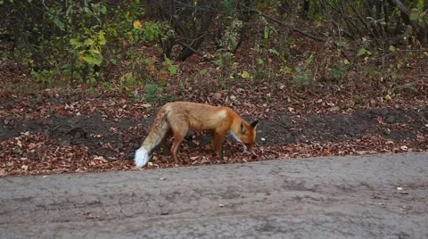 Red fox eats. Stock Footage 55391516