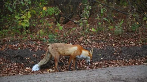 Red fox eats. Stock Footage 55391518