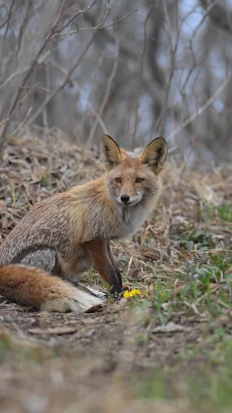 A red fox eats in the forest Video stock 239679450