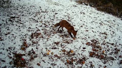 Red fox eats frozen apples in abandoned garden at winter Stock Footage 232105290