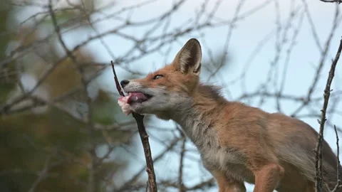 A red fox eats lard impaled on a tree branch. Vulpes vulpes slow mo Vídeo Stock 155699007