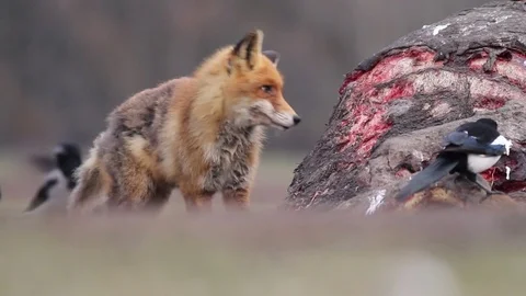Red fox eats meat Stock-Footage 71743406