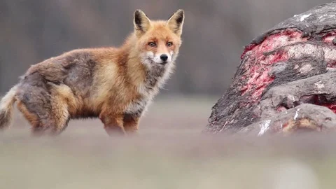 Red fox eats meat Stock-Footage 71743434