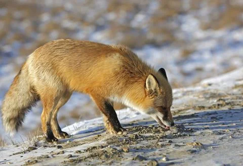 Red fox eats something on the road Stock Photos