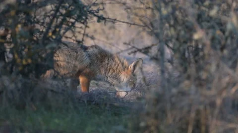 Red fox eats. Vulpes vulpes Stock-Footage 151645416