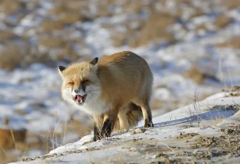 Red fox eats in winter Stock Photos