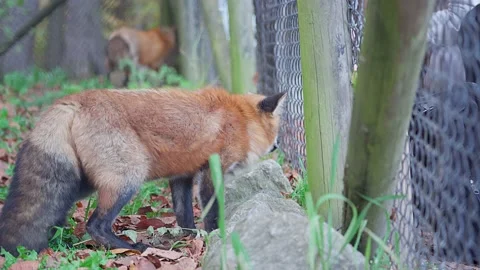 Red Fox in an enclosure looks through the fence Video stock 221183133