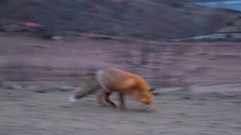 Red fox in the evening in winter near the road Stock Footage 147483549