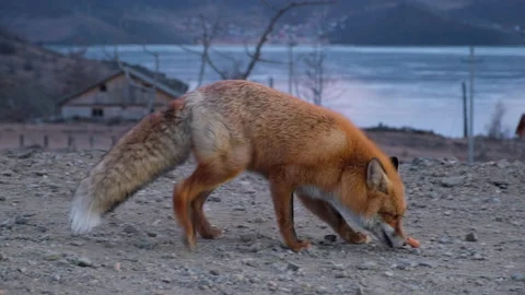 Red fox in the evening in winter near the road Stock Footage 147484617