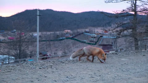 Red fox in the evening in winter near the road Stock Footage 147486271