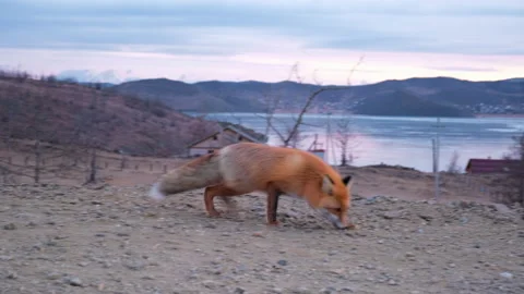 Red fox in the evening in winter near the road Stock Footage 147492524