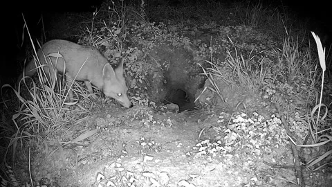 Red Fox explores around the den Vulpes vulpes at night 库存影片 241554017