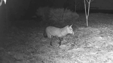 Red Fox Exploring a Garden at Night – Nocturnal Wildlife Footage Stock Footage 320943413