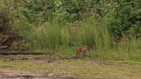 Red fox father after prey delivery - wildlife - HD stock video Stock Footage 82109300