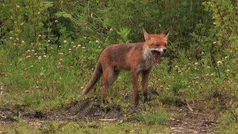 Red fox father after prey delivery - wildlife - HD stock video Stock Footage 82109304