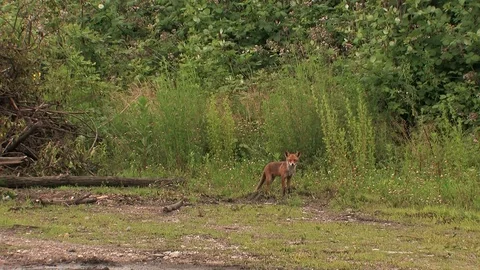 Red fox father after prey delivery - wildlife - HD stock video Stock Footage 82109312