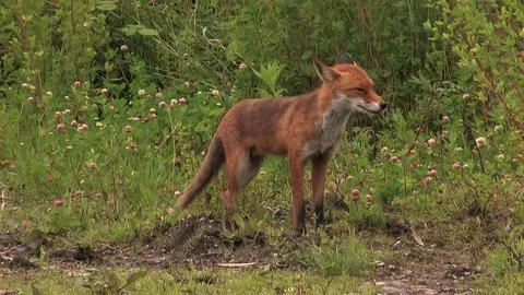 Red fox father after prey delivery - wildlife - HD stock video Stock Footage 82109318