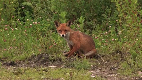 Red fox father dressing up after prey delivery - wildlife Stock Footage 82109319